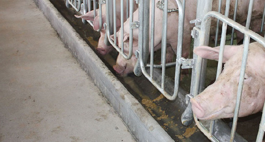 pig eating at a feed trough