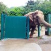 elephant behind a gate